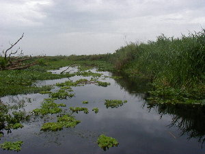 0619swamp.jpg